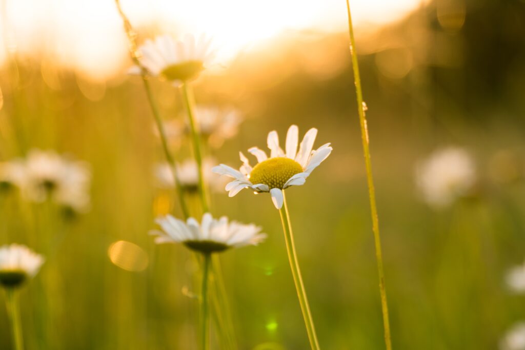 A field of daisies with an imperfect flower